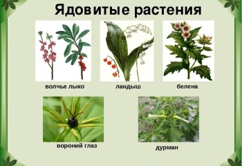 Ядовитые растения